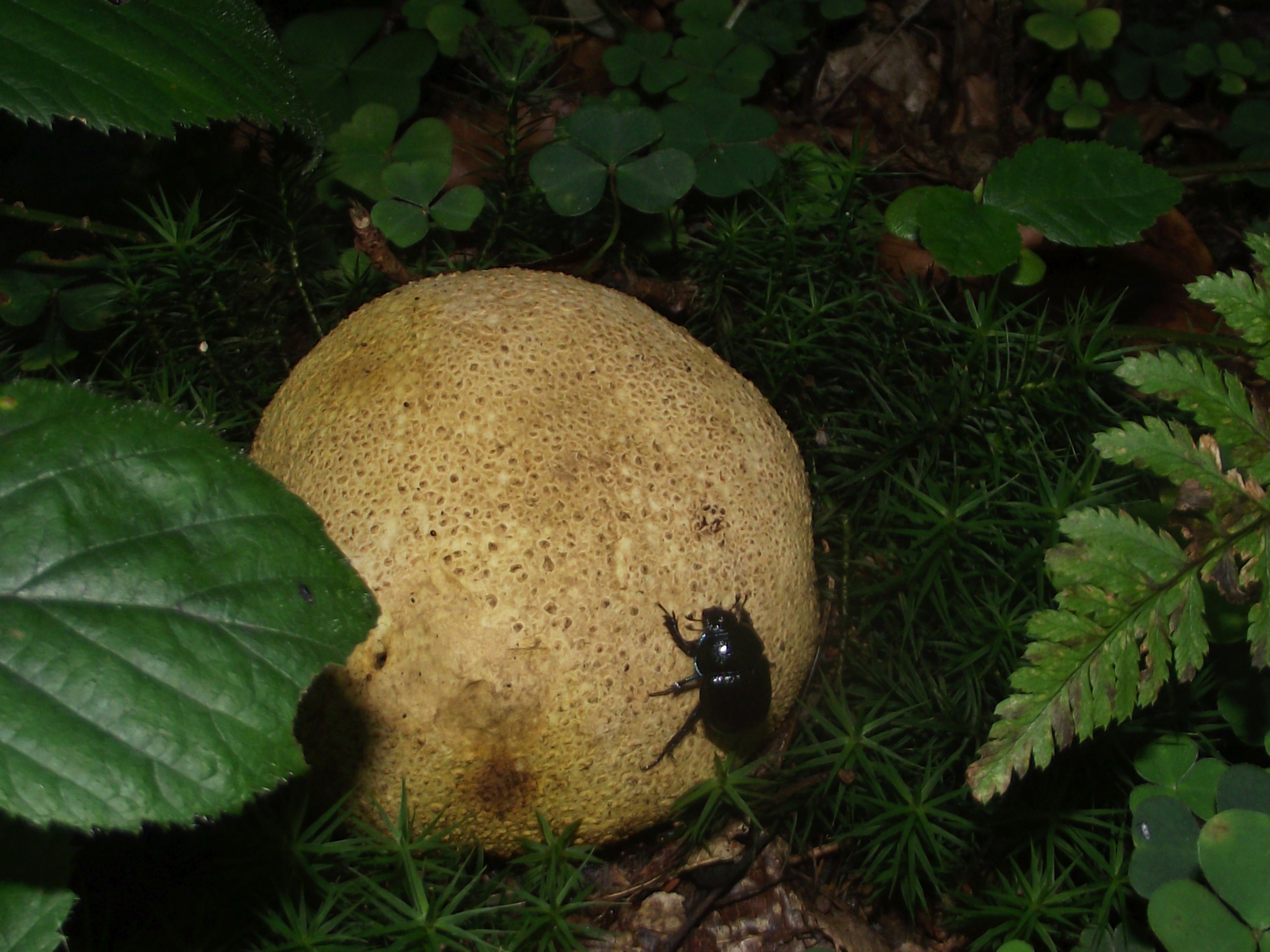 Dickschaliger Kartoffelbovist